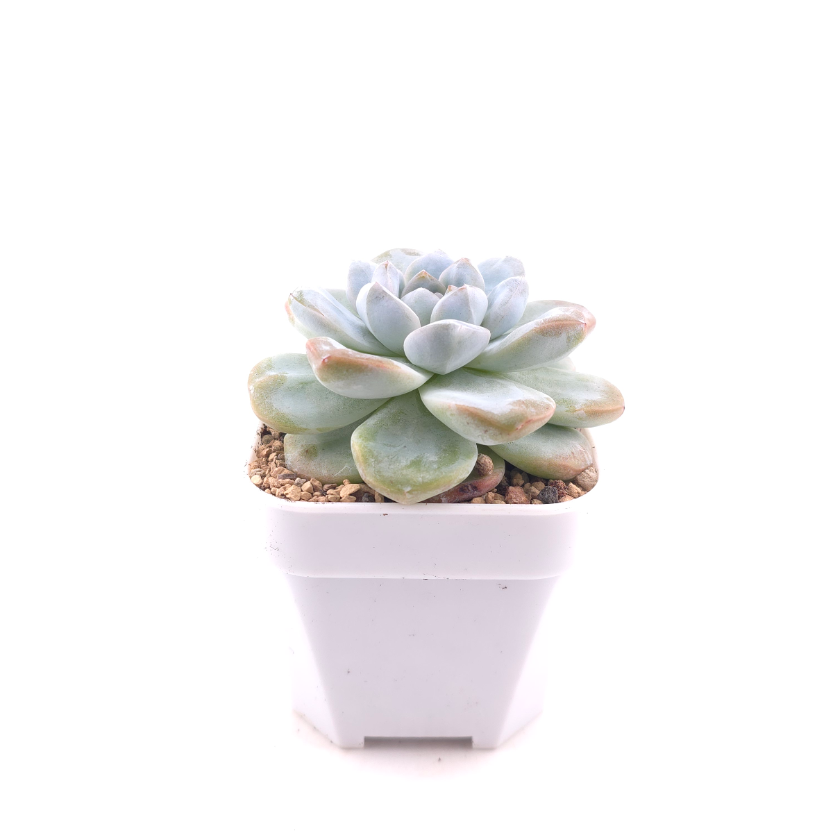 Echeveria 'Jade Butterfly' | 玉蝴蝶 thumbnail 3