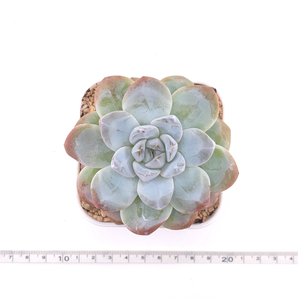 Echeveria 'Jade Butterfly' | 玉蝴蝶 thumbnail 4