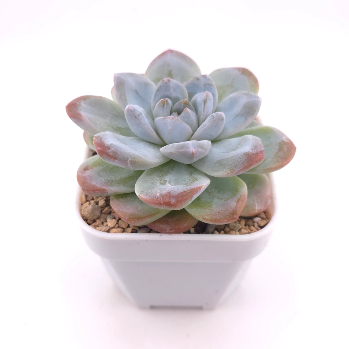 Echeveria 'Jade Butterfly' | 玉蝴蝶 thumbnail 2