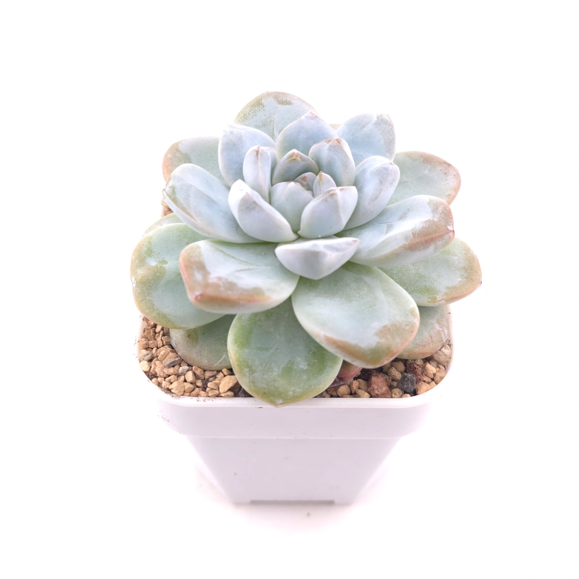 Echeveria 'Jade Butterfly' | 玉蝴蝶 thumbnail 2