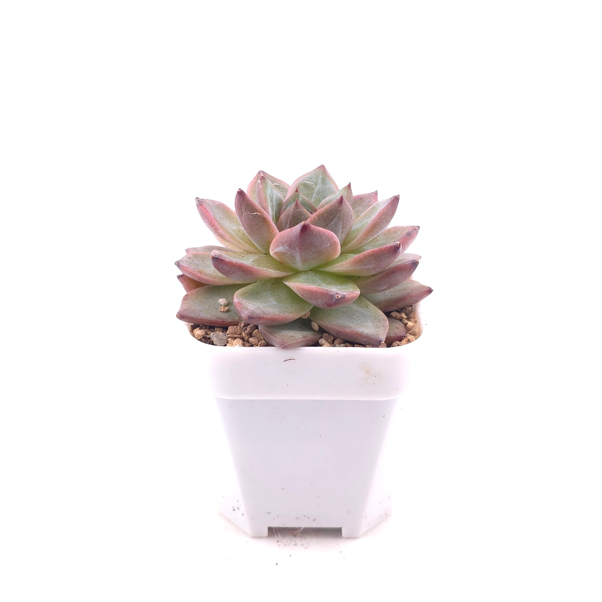 Echeveria 'Lamborghini' | 藍寶堅尼 thumbnail 3