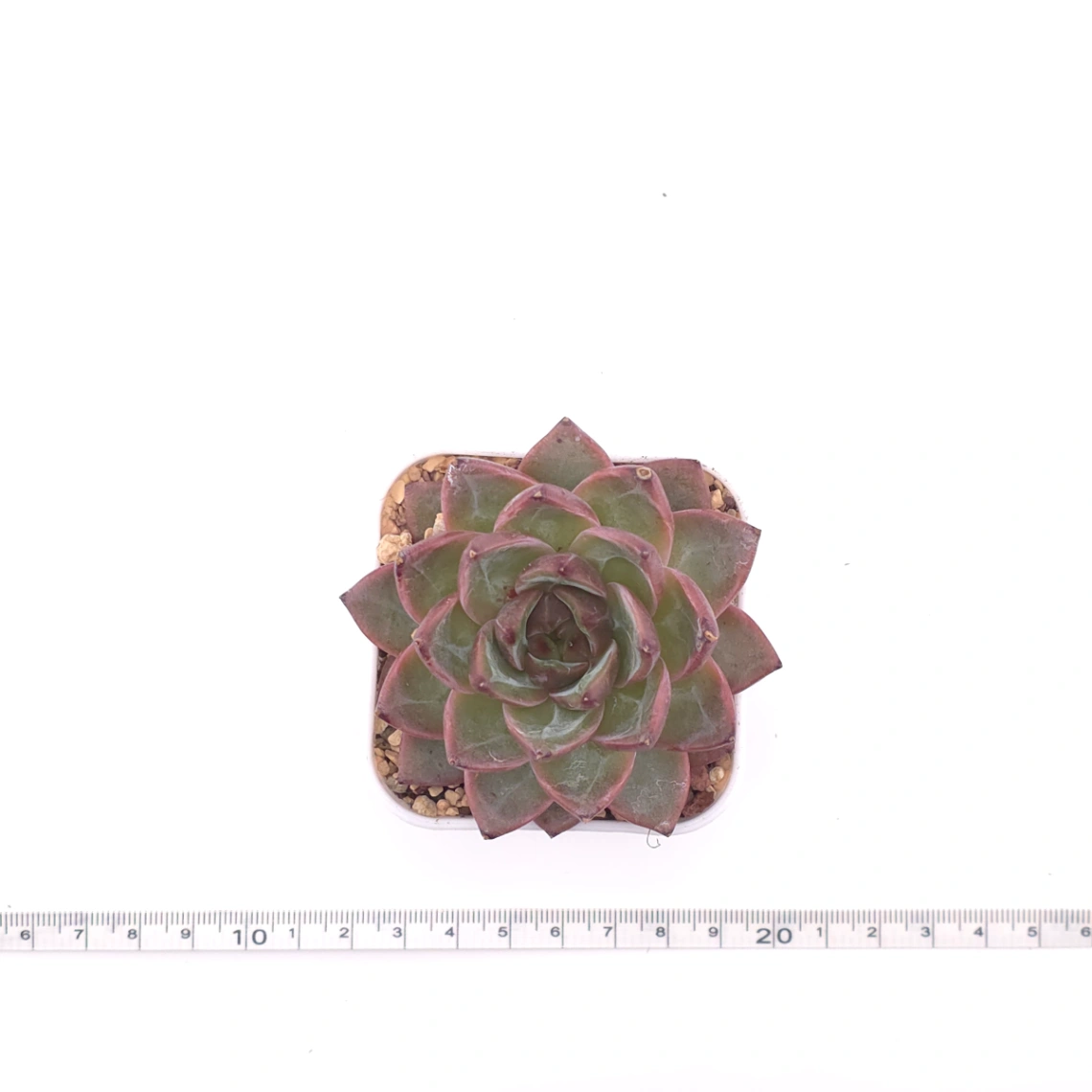Echeveria 'Lamborghini' | 藍寶堅尼 thumbnail 4