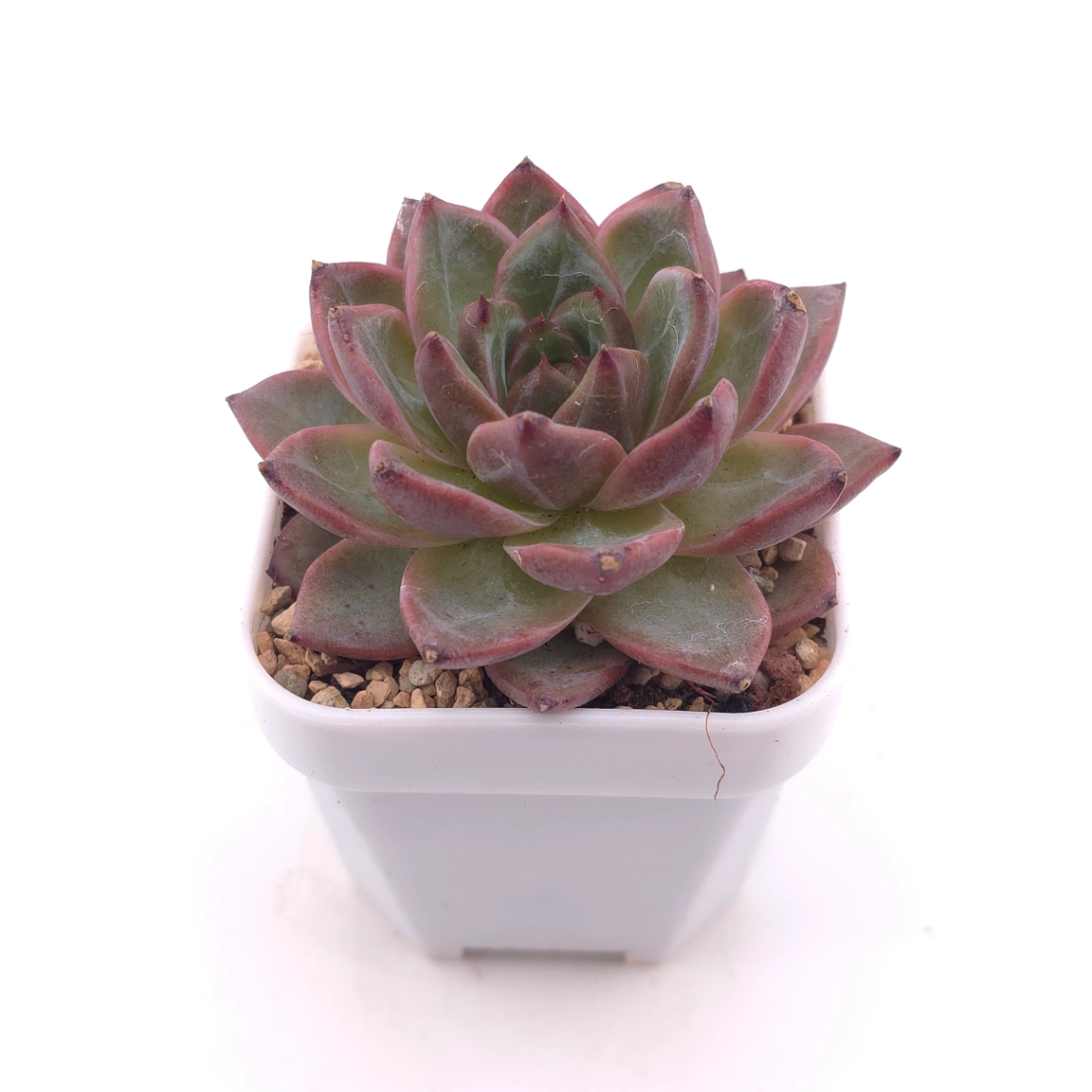 Echeveria 'Lamborghini' | 藍寶堅尼 thumbnail 2