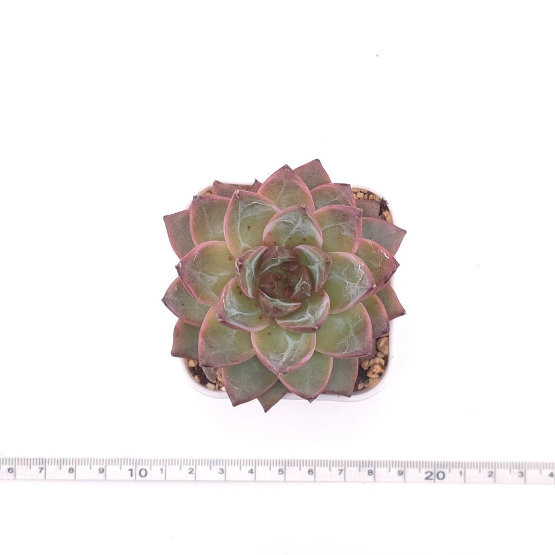 Echeveria 'Lamborghini' | 藍寶堅尼 thumbnail 4