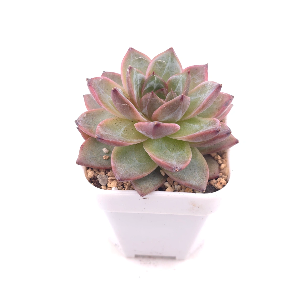 Echeveria 'Lamborghini' | 藍寶堅尼 thumbnail 2