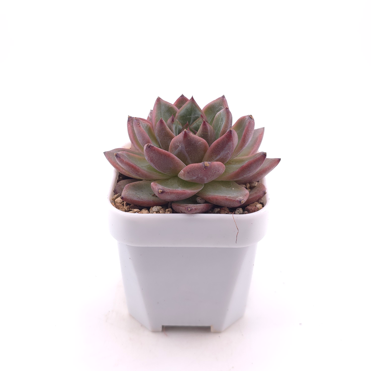 Echeveria 'Lamborghini' | 藍寶堅尼 thumbnail 3