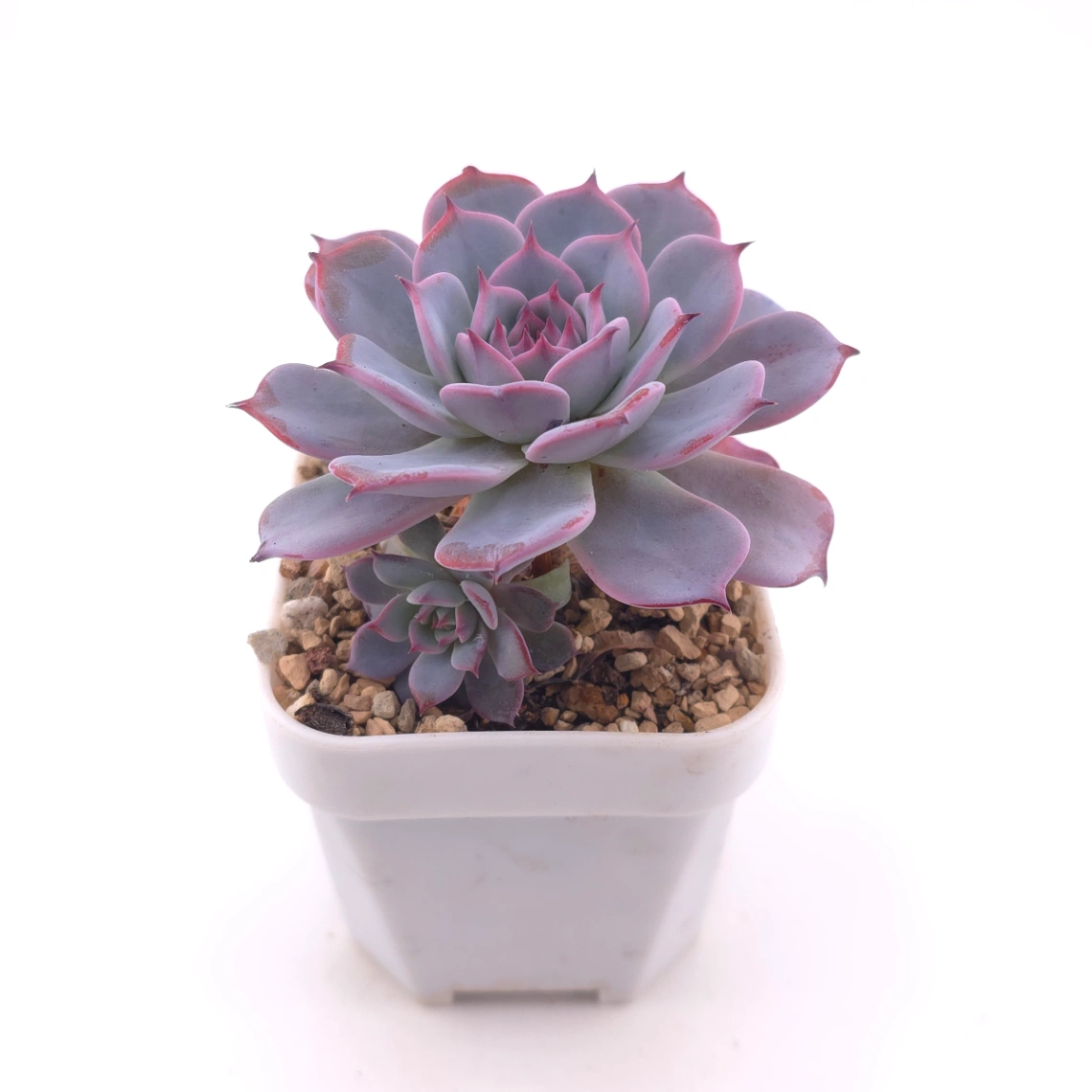 Echeveria ‘Laulensis’ | 勞倫斯 thumbnail 2
