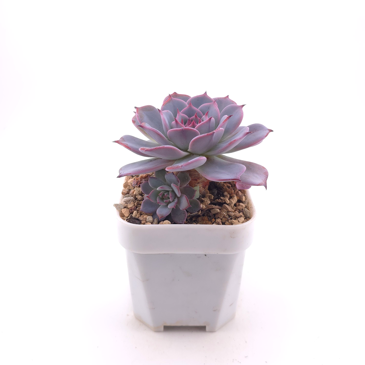 Echeveria ‘Laulensis’ | 勞倫斯 thumbnail 3