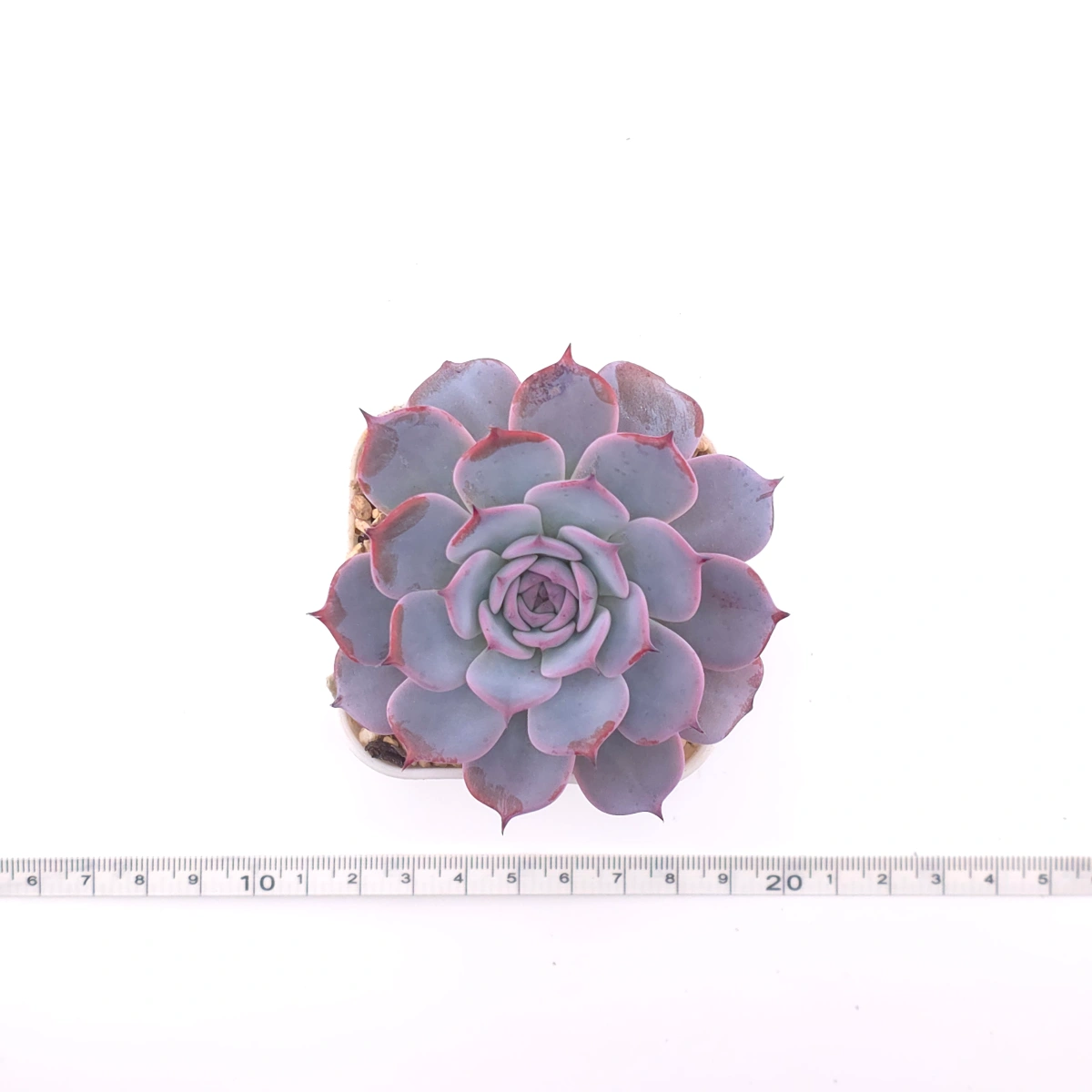Echeveria ‘Laulensis’ | 勞倫斯 thumbnail 4