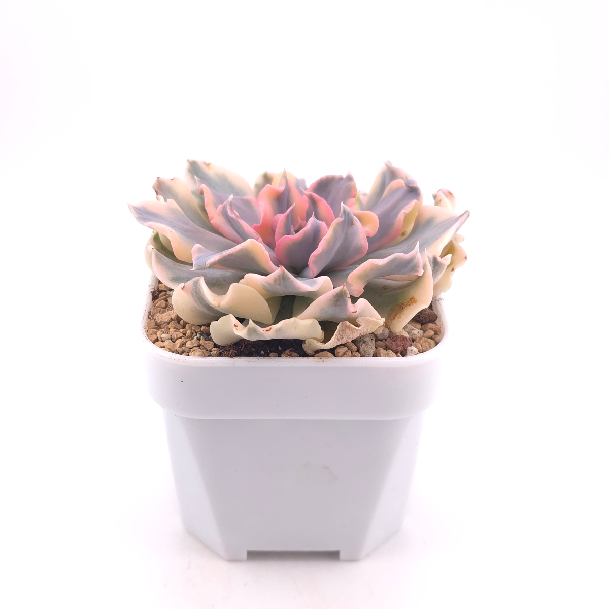 Echeveria ‘Liberia’ variegated | 利比亞錦 thumbnail 3