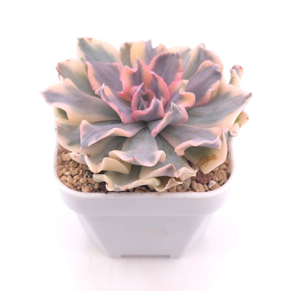 Echeveria ‘Liberia’ variegated | 利比亞錦 thumbnail 2
