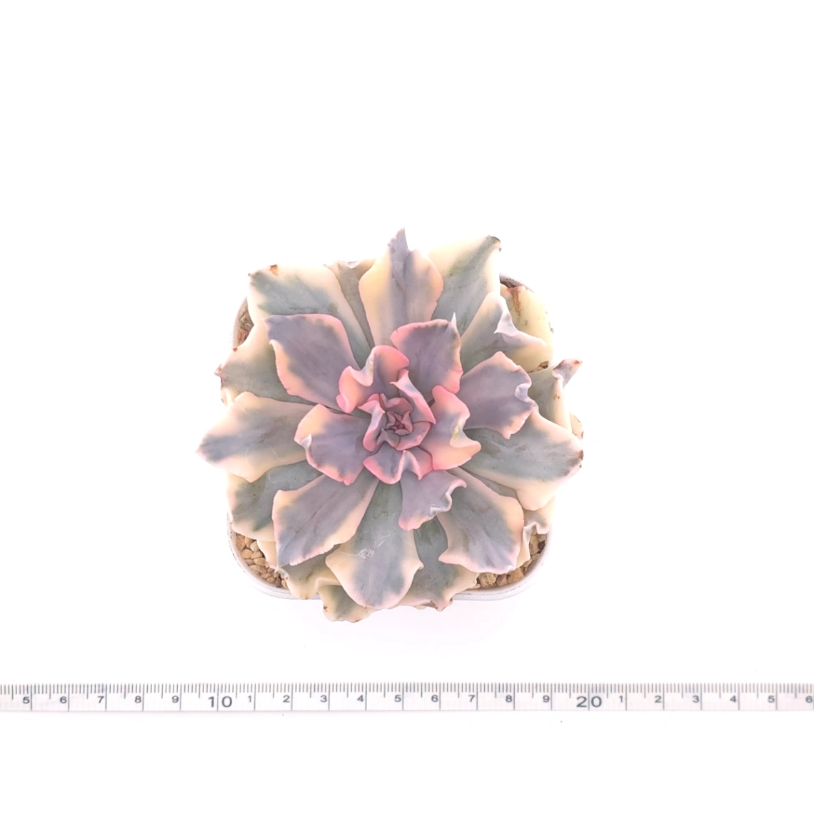 Echeveria ‘Liberia’ variegated | 利比亞錦 thumbnail 4