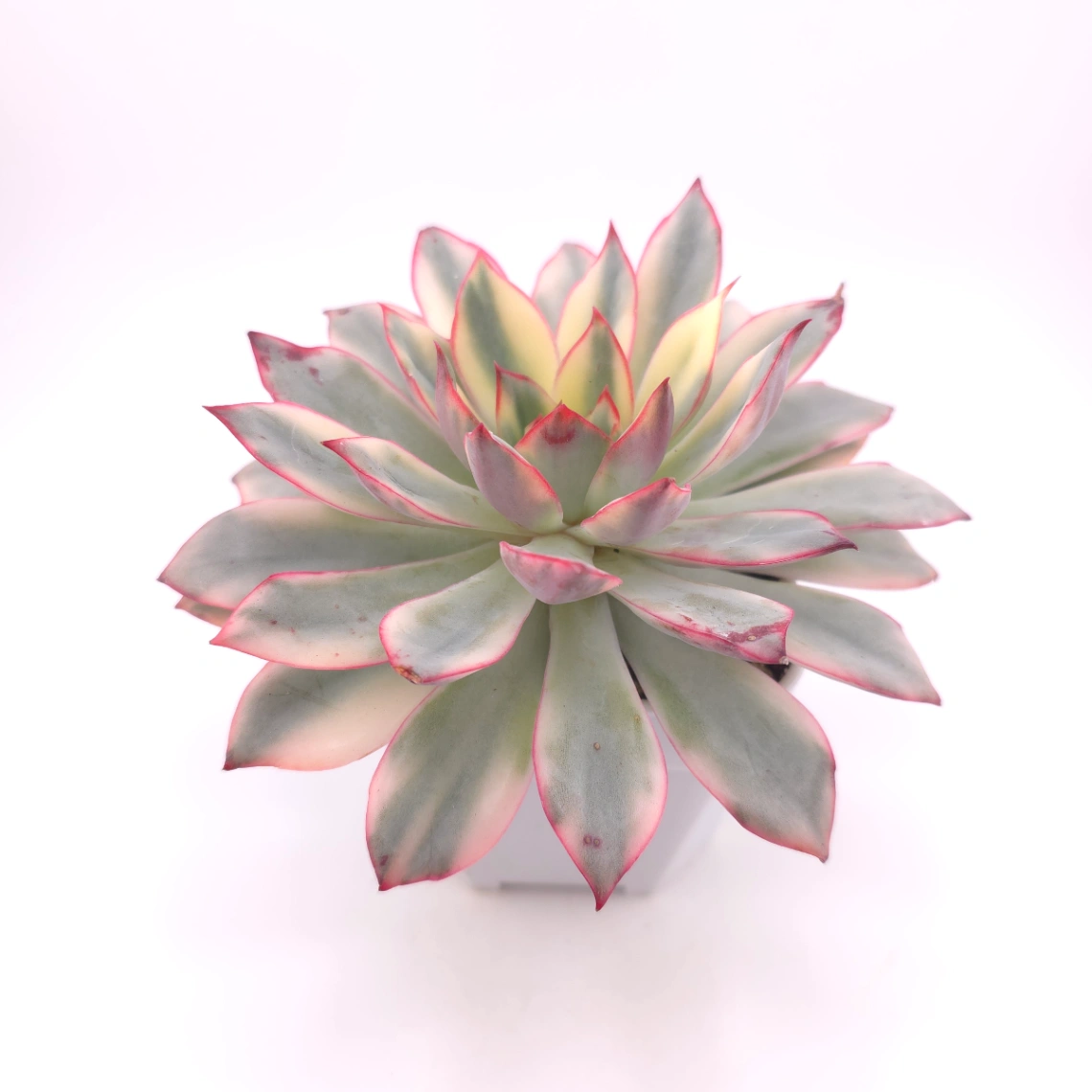 Echeveria ‘Moon Goddess’ Variegated | 月光女神錦 thumbnail 2