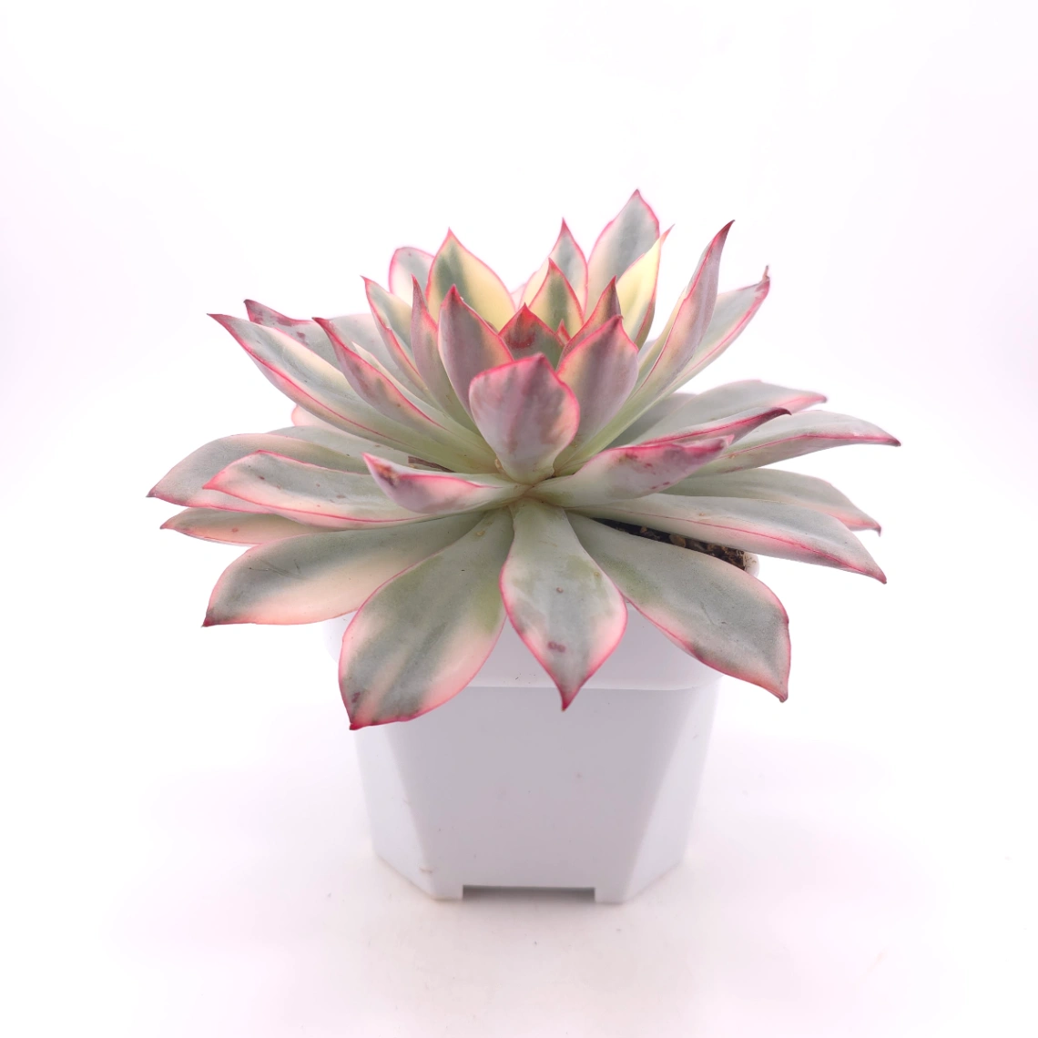 Echeveria ‘Moon Goddess’ Variegated | 月光女神錦 thumbnail 3