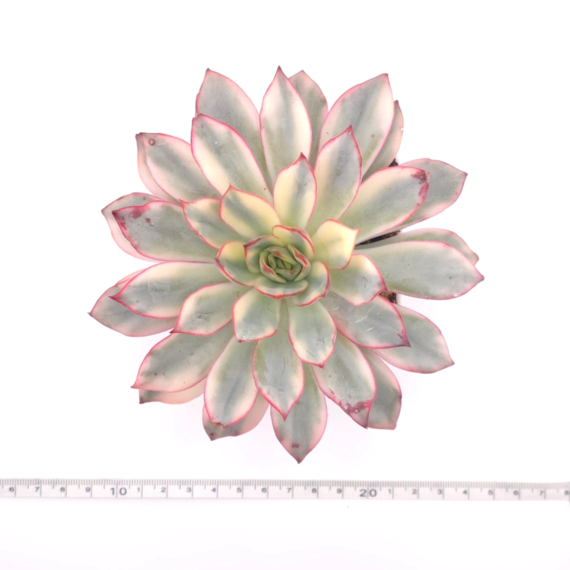 Echeveria ‘Moon Goddess’ Variegated | 月光女神錦 thumbnail 4