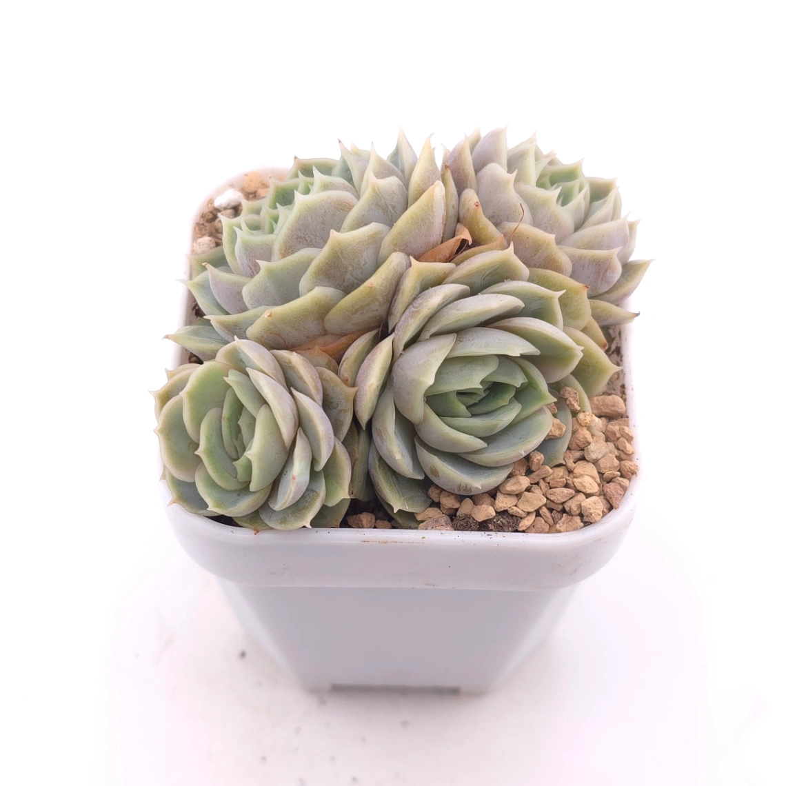 Echeveria ‘Onslow’ | 昂斯諾 thumbnail 2