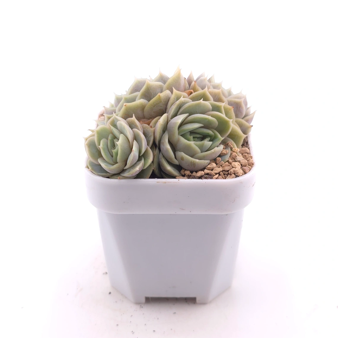 Echeveria ‘Onslow’ | 昂斯諾 thumbnail 3