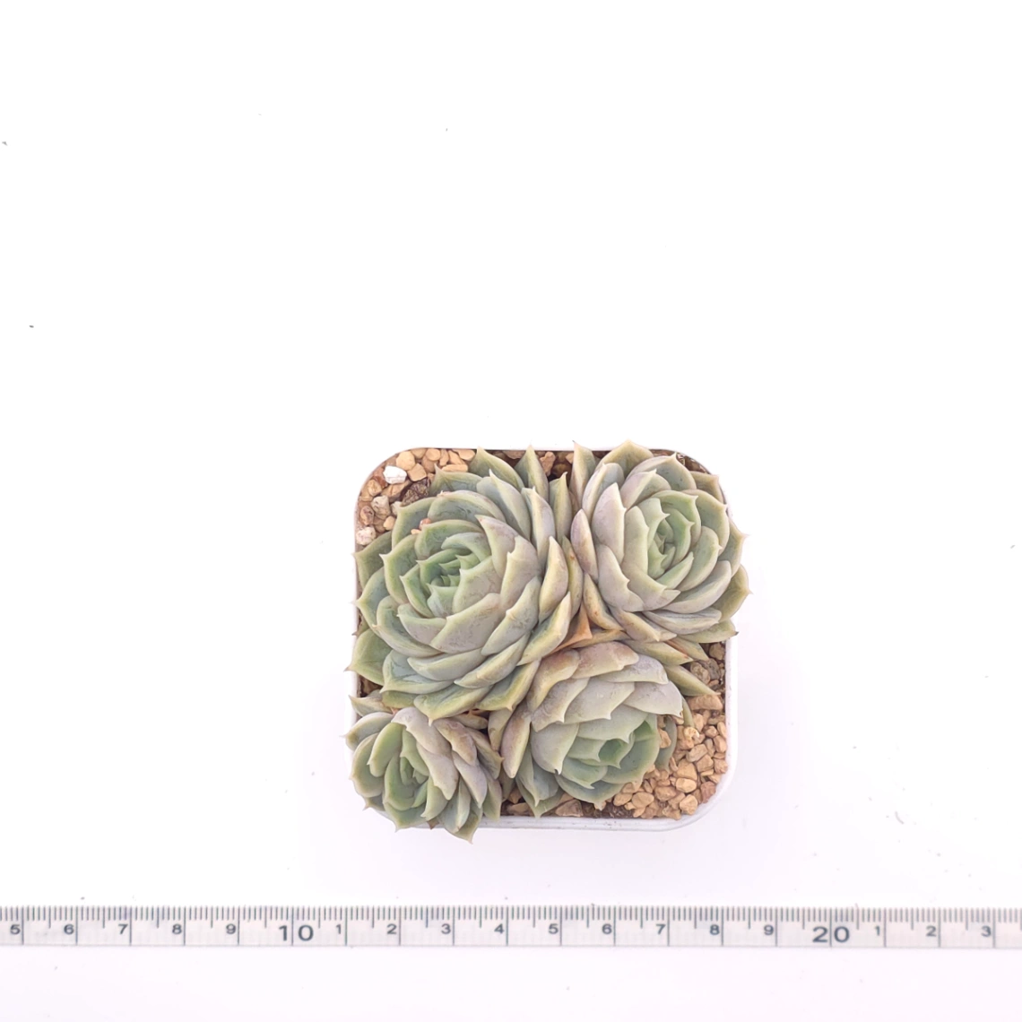 Echeveria ‘Onslow’ | 昂斯諾 thumbnail 4