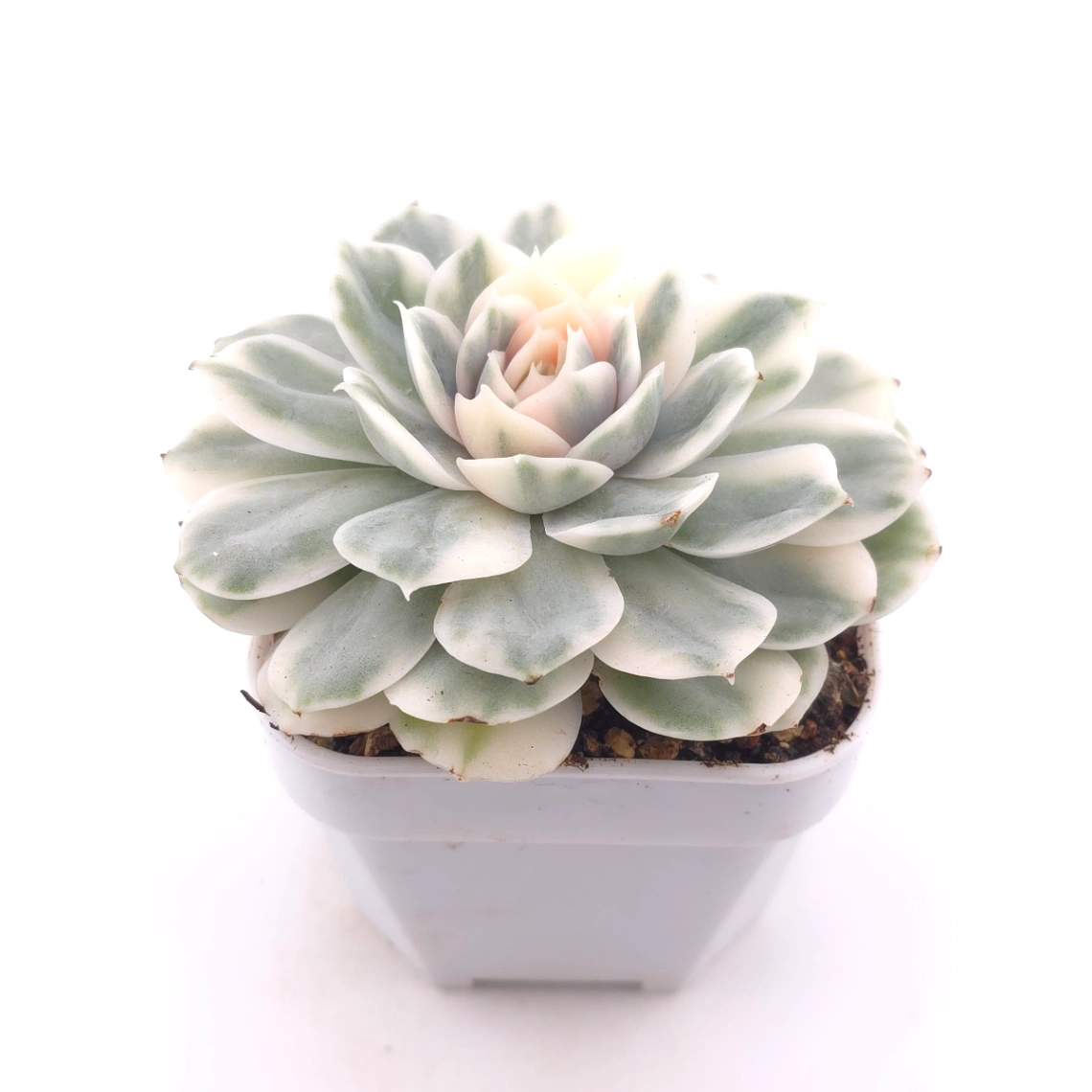 Echeveria ‘Onslow’ variegated | 昂斯諾錦 thumbnail 2