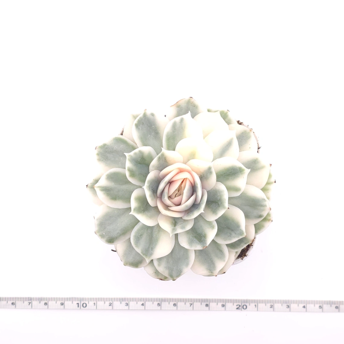 Echeveria ‘Onslow’ variegated | 昂斯諾錦 thumbnail 4