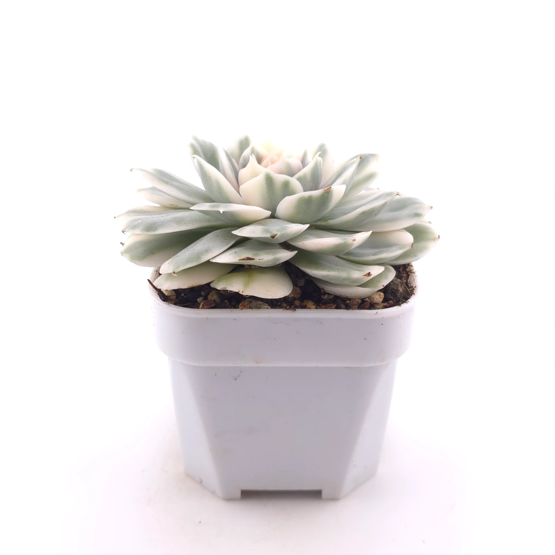 Echeveria ‘Onslow’ variegated | 昂斯諾錦 thumbnail 3