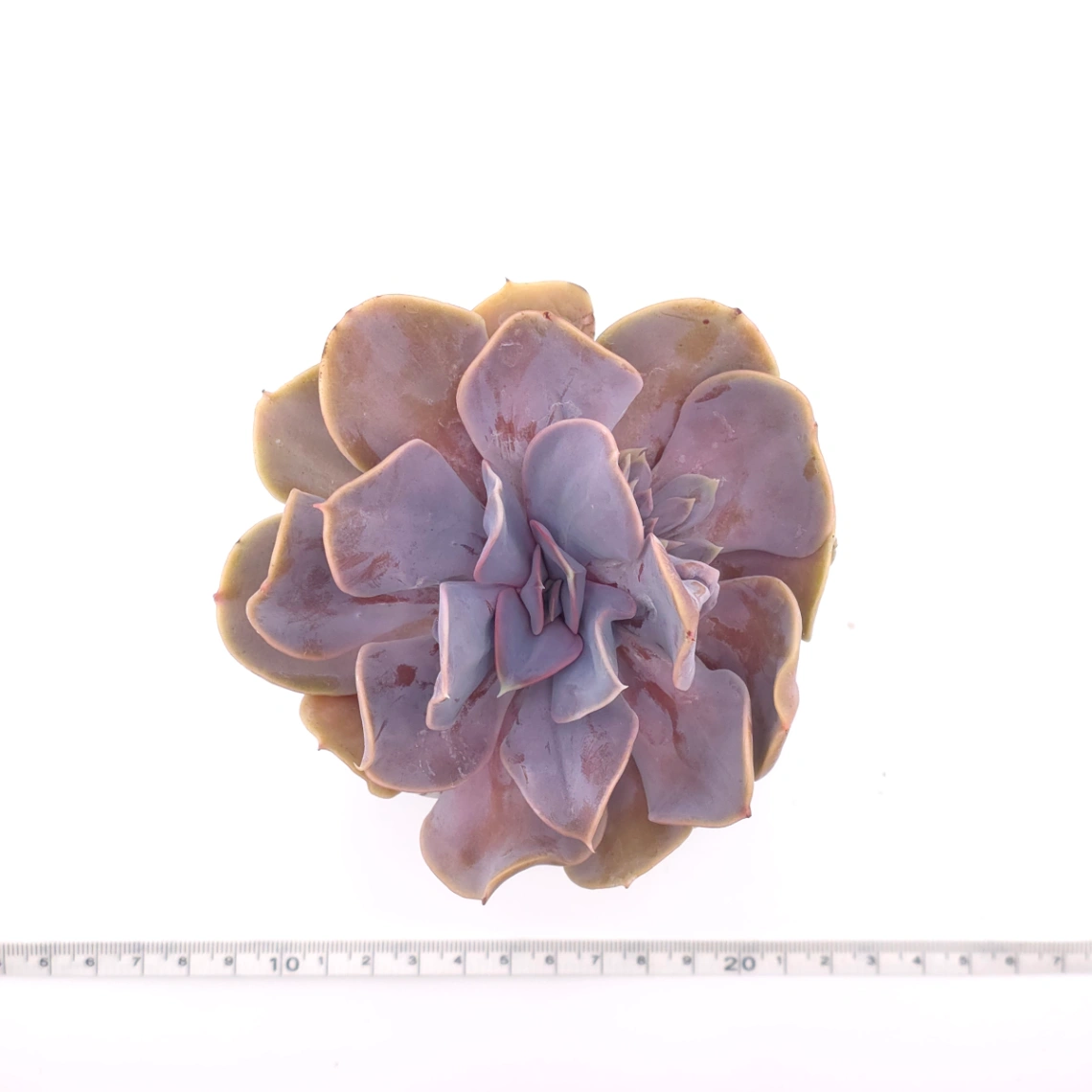 Echeveria 'Pearl In Love' | 熱戀珍珠 thumbnail 4