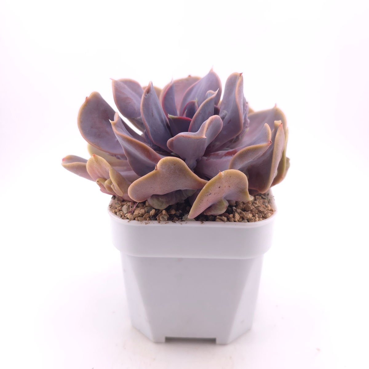 Echeveria 'Pearl In Love' | 熱戀珍珠 thumbnail 3