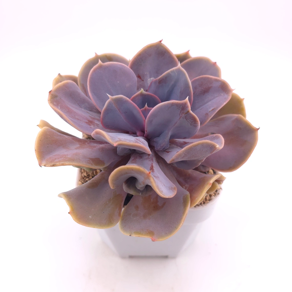 Echeveria 'Pearl In Love' | 熱戀珍珠 thumbnail 2