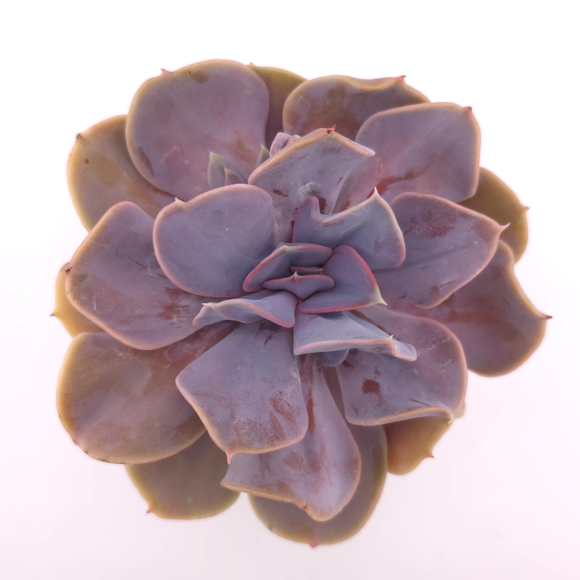 Echeveria 'Pearl In Love' | 熱戀珍珠 - View 1
