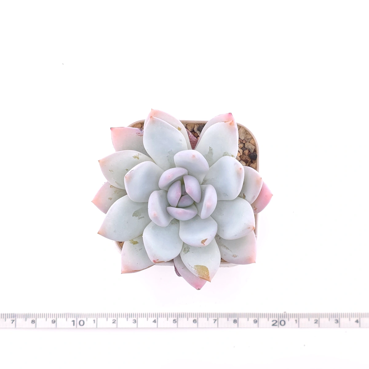 Echeveria ‘Sang-A’ | 嫦娥 thumbnail 4
