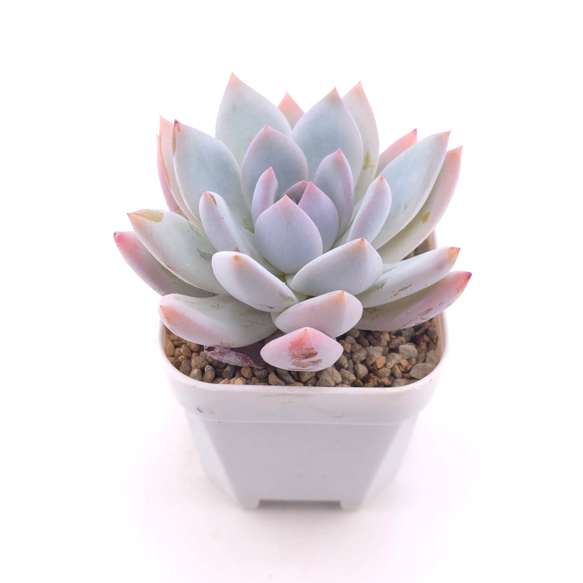 Echeveria ‘Sang-A’ | 嫦娥 thumbnail 2