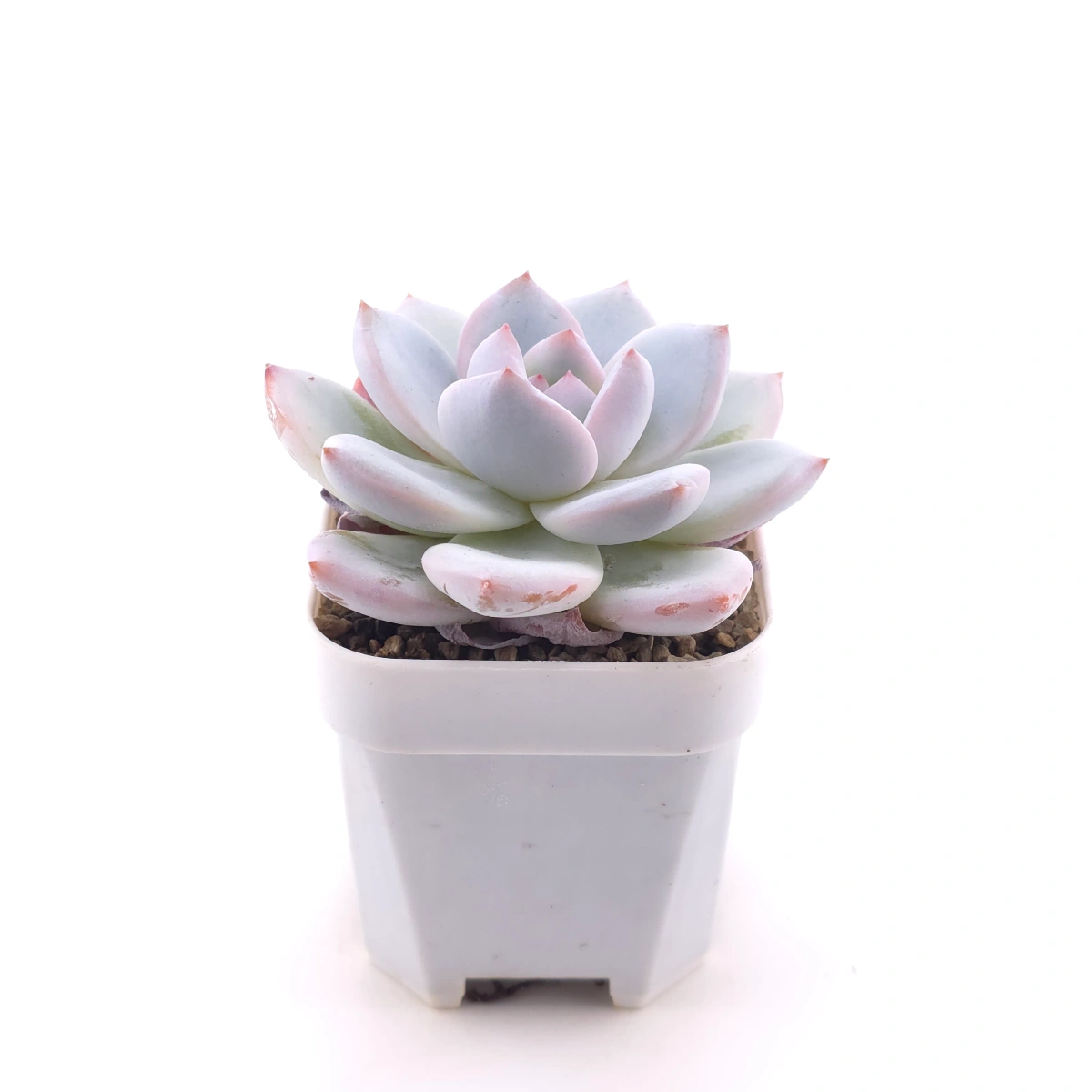Echeveria ‘Sang-A’ | 嫦娥 thumbnail 3