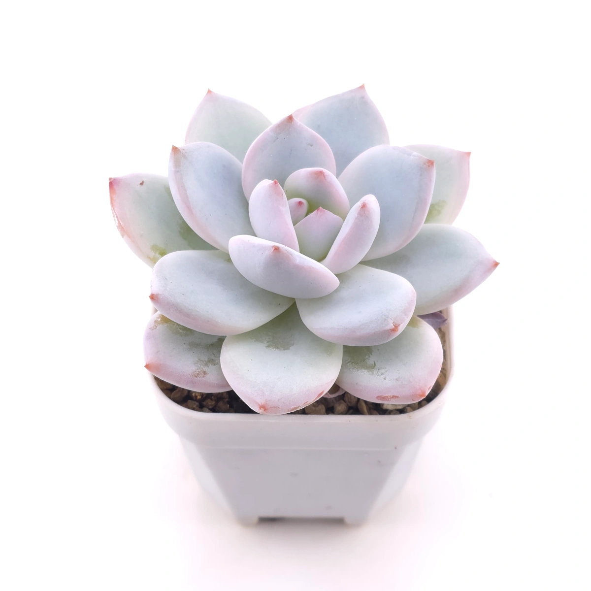 Echeveria ‘Sang-A’ | 嫦娥 thumbnail 2