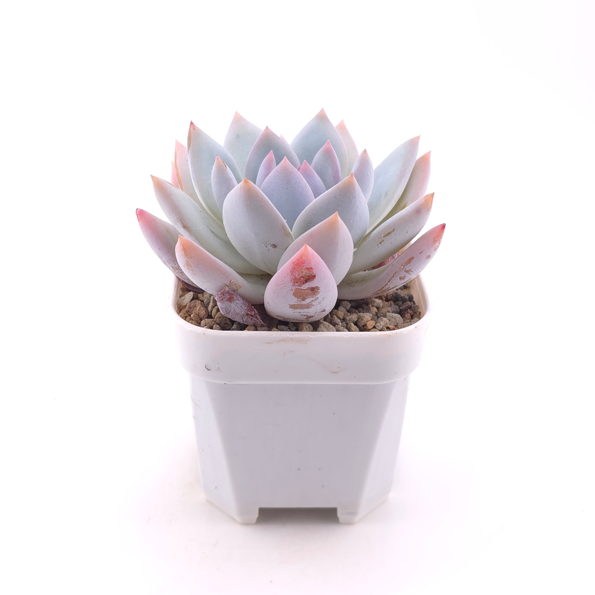 Echeveria ‘Sang-A’ | 嫦娥 thumbnail 3