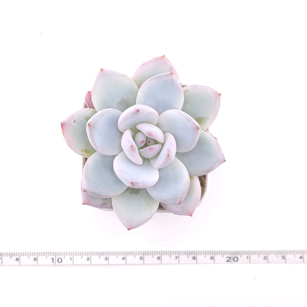 Echeveria ‘Sang-A’ | 嫦娥 thumbnail 4