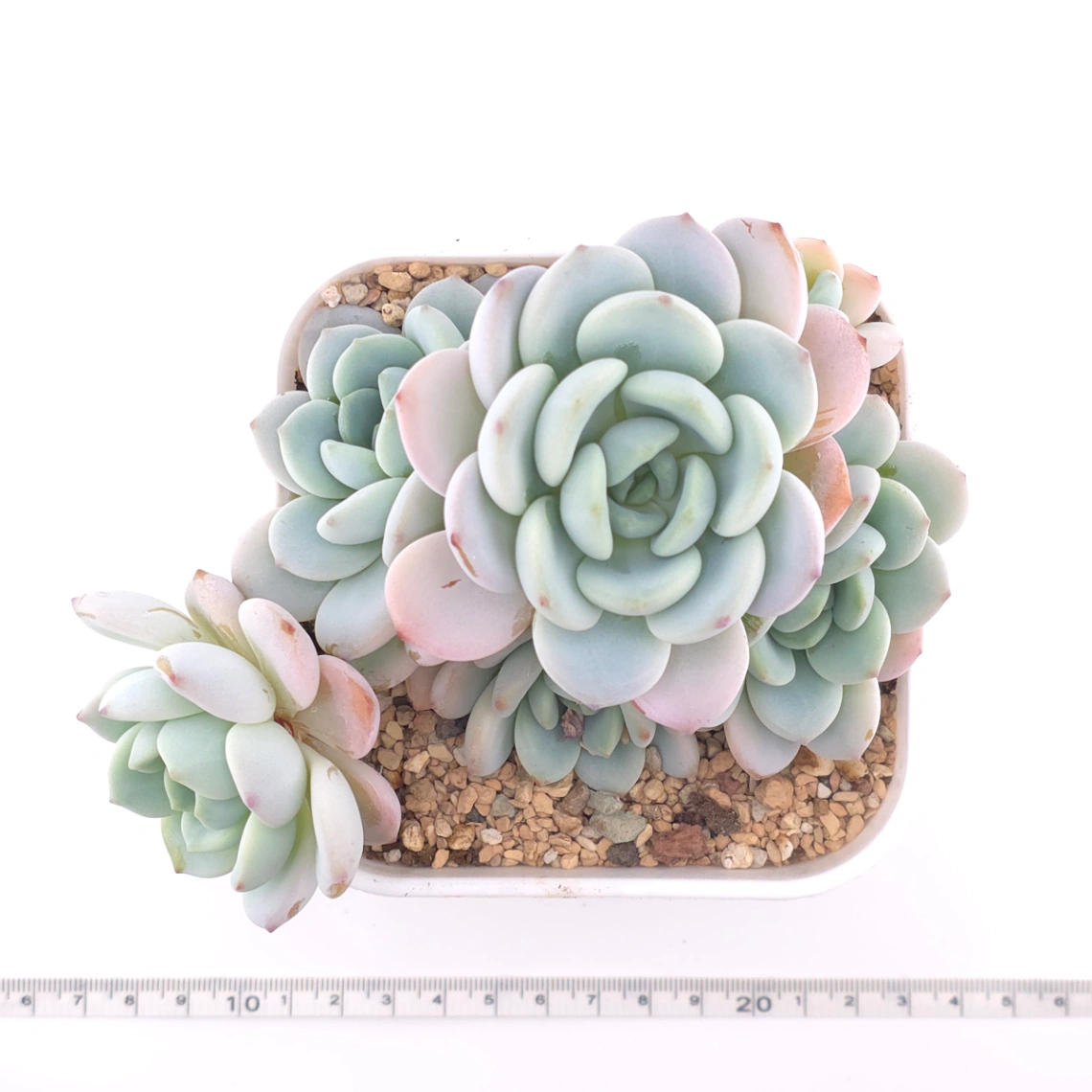 Echeveria 'Snow Angel' | 雪天使 thumbnail 4