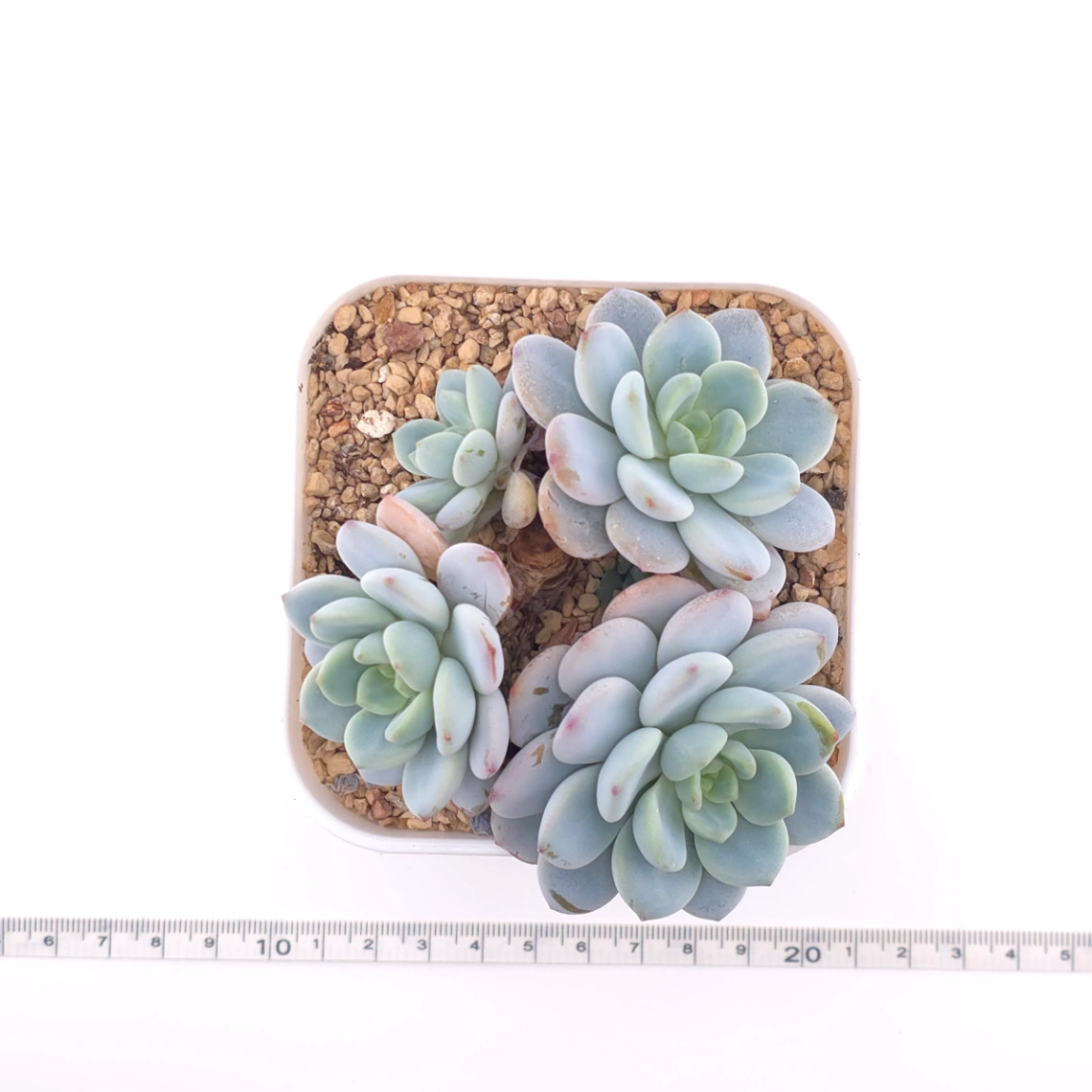Echeveria 'Snow Angel' | 雪天使 thumbnail 4