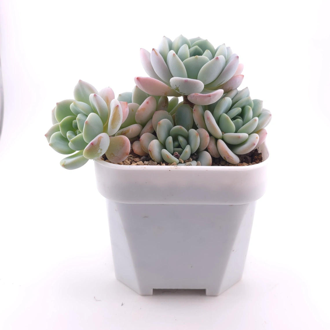 Echeveria 'Snow Angel' | 雪天使 thumbnail 3