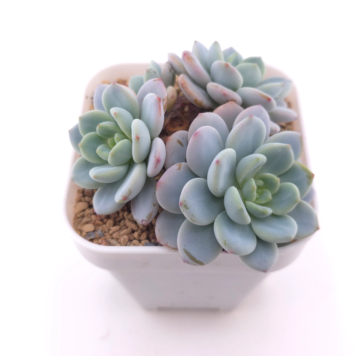 Echeveria 'Snow Angel' | 雪天使 thumbnail 2