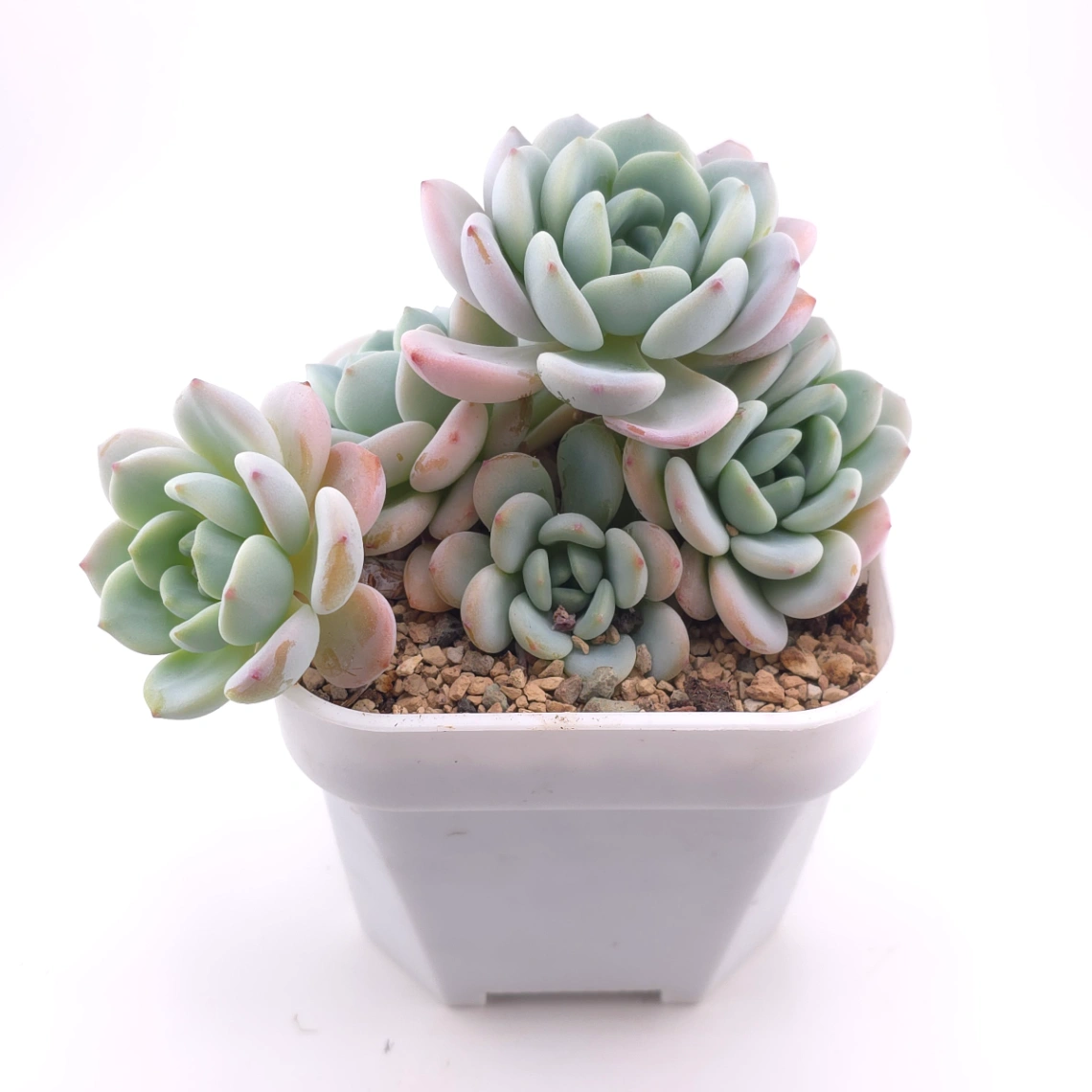 Echeveria 'Snow Angel' | 雪天使 thumbnail 2