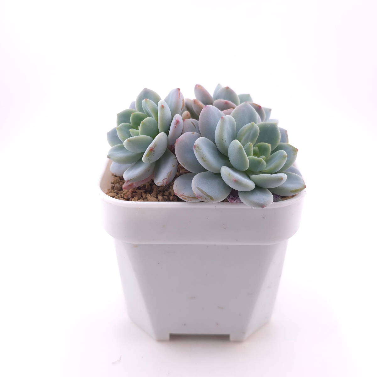 Echeveria 'Snow Angel' | 雪天使 thumbnail 3