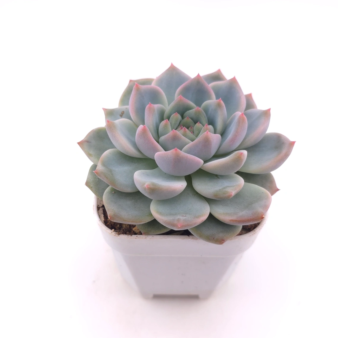 Echeveria ‘Velvet’ | 天鵝絨 thumbnail 2