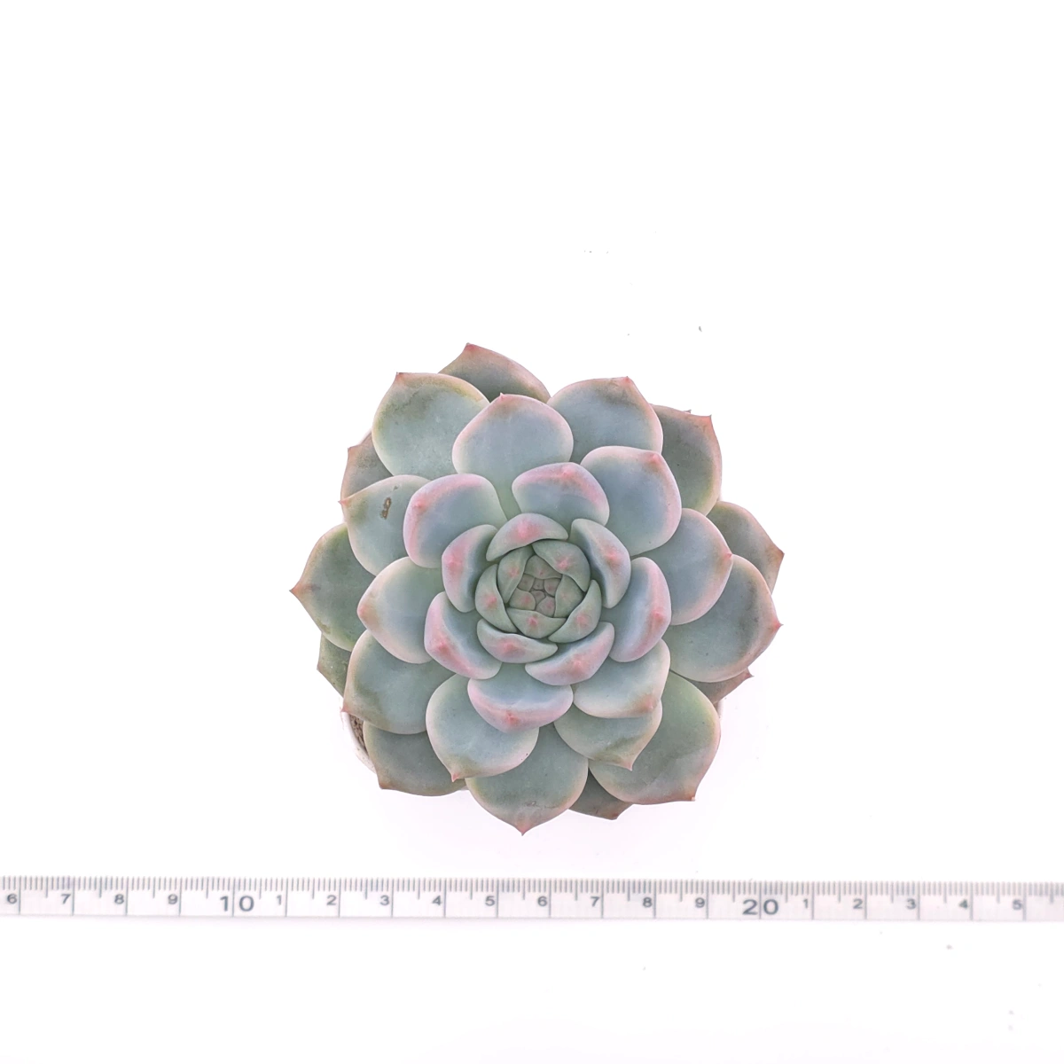 Echeveria ‘Velvet’ | 天鵝絨 thumbnail 4