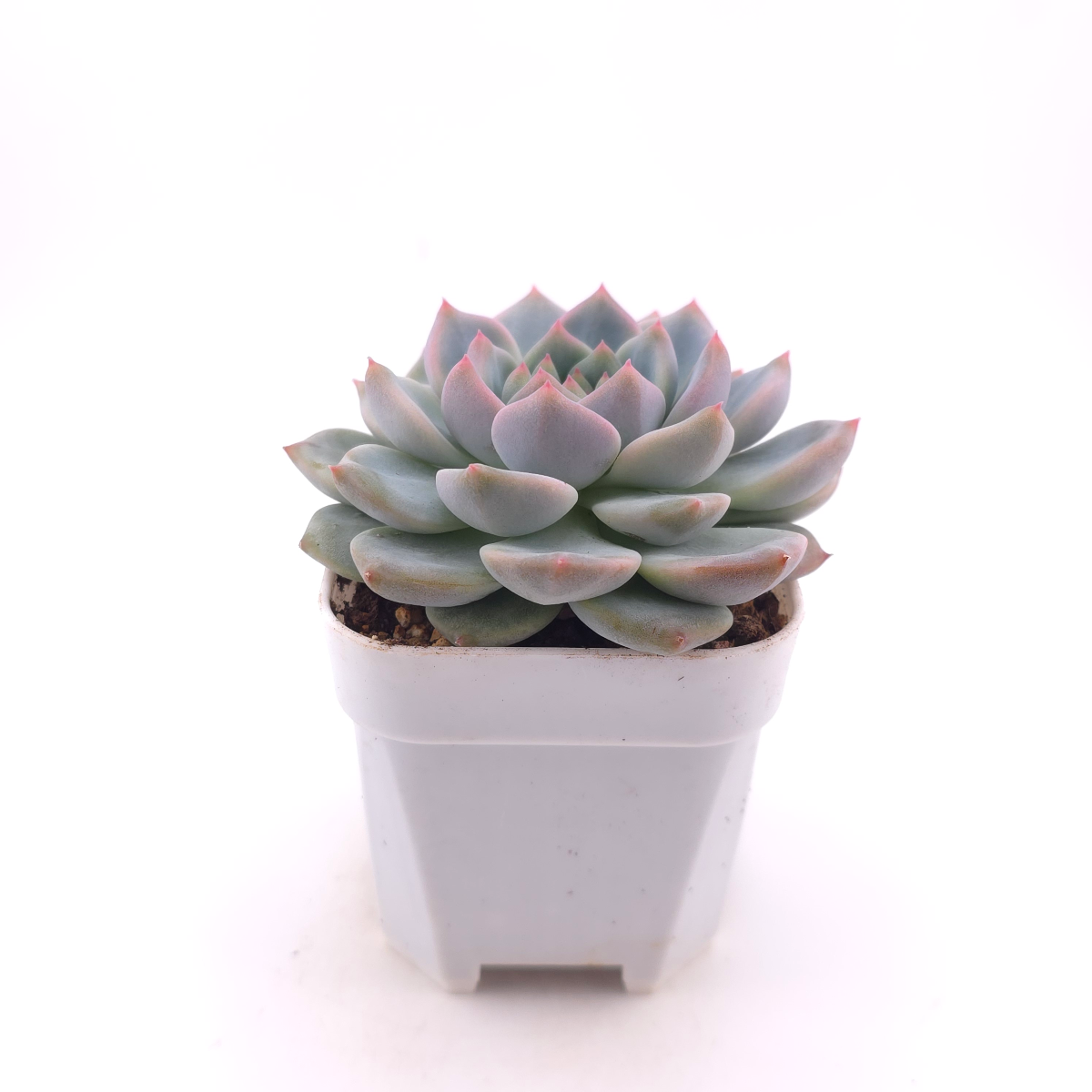 Echeveria ‘Velvet’ | 天鵝絨 thumbnail 3