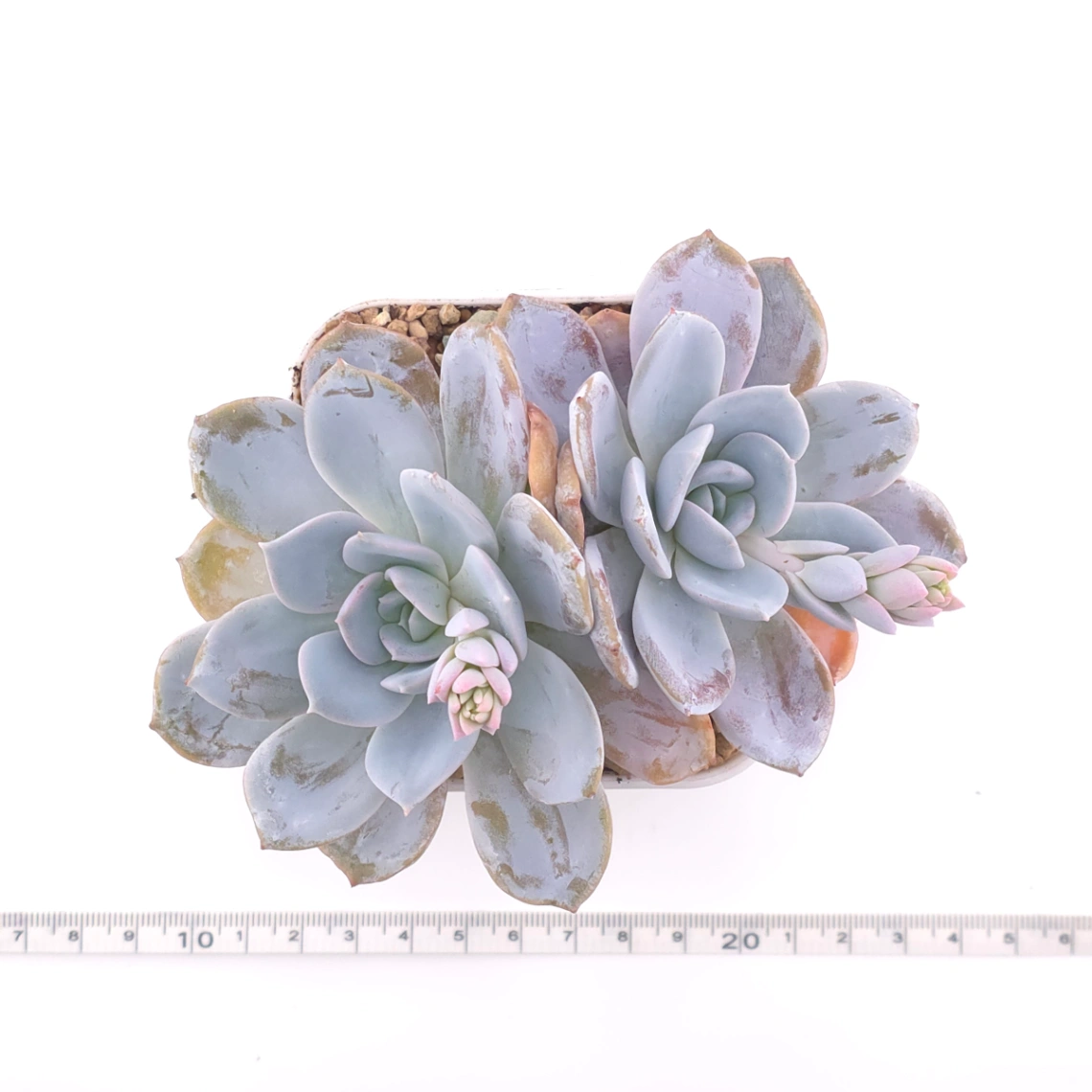 Echeveria ‘White Lotus (laui x Cante)’ | 白色戀人 thumbnail 4