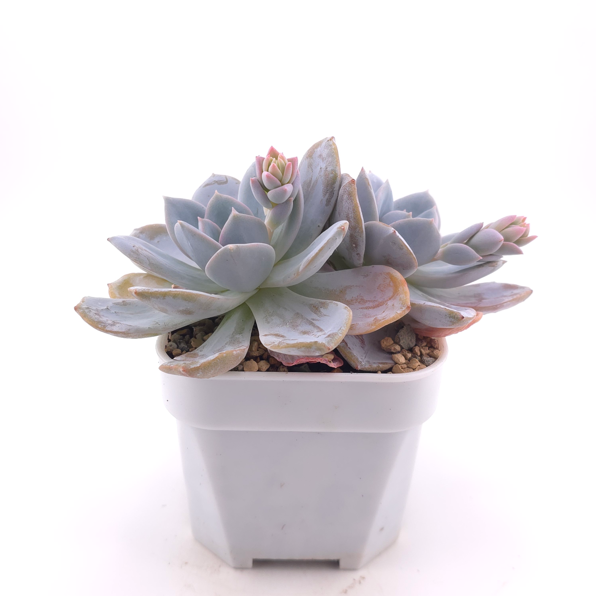 Echeveria ‘White Lotus (laui x Cante)’ | 白色戀人 thumbnail 3