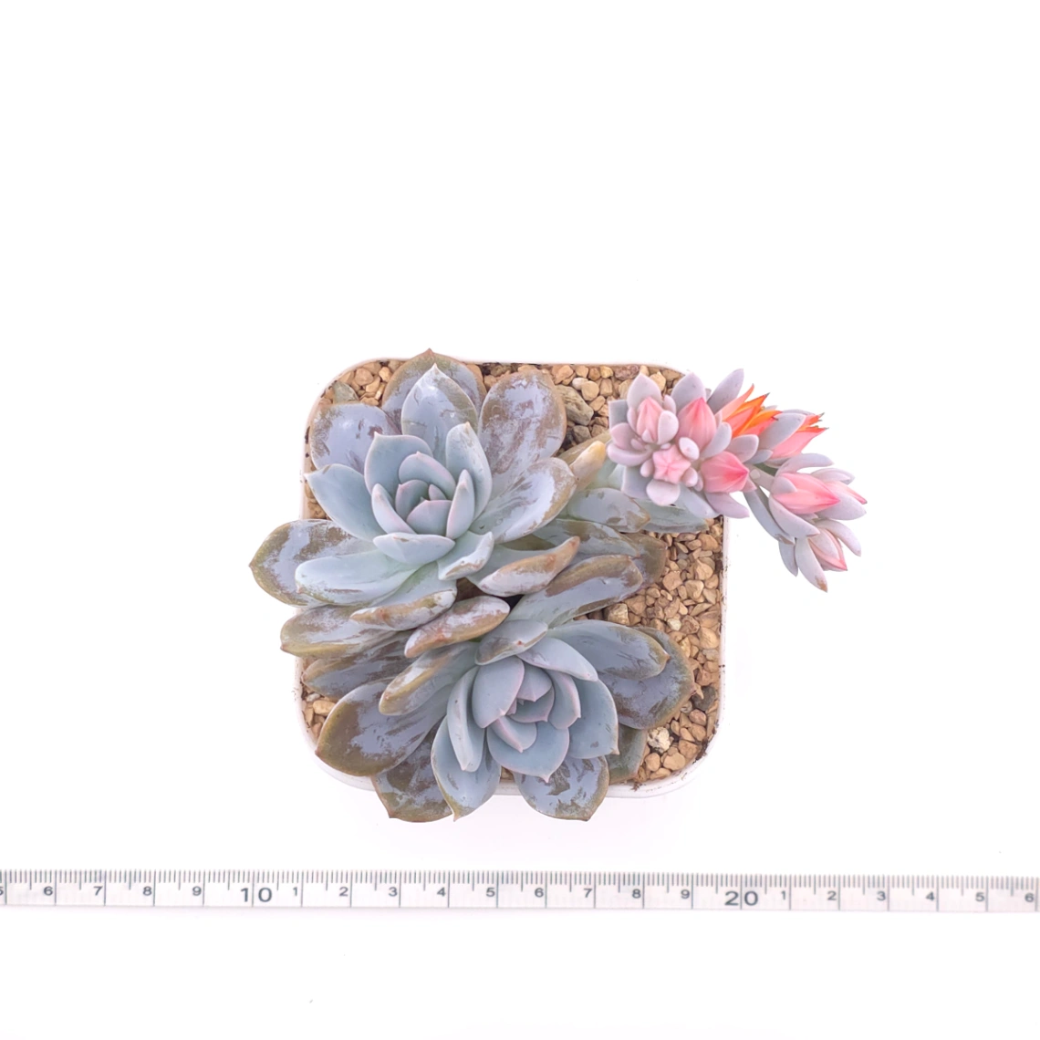 Echeveria ‘White Lotus (laui x Cante)’ | 白色戀人 thumbnail 4