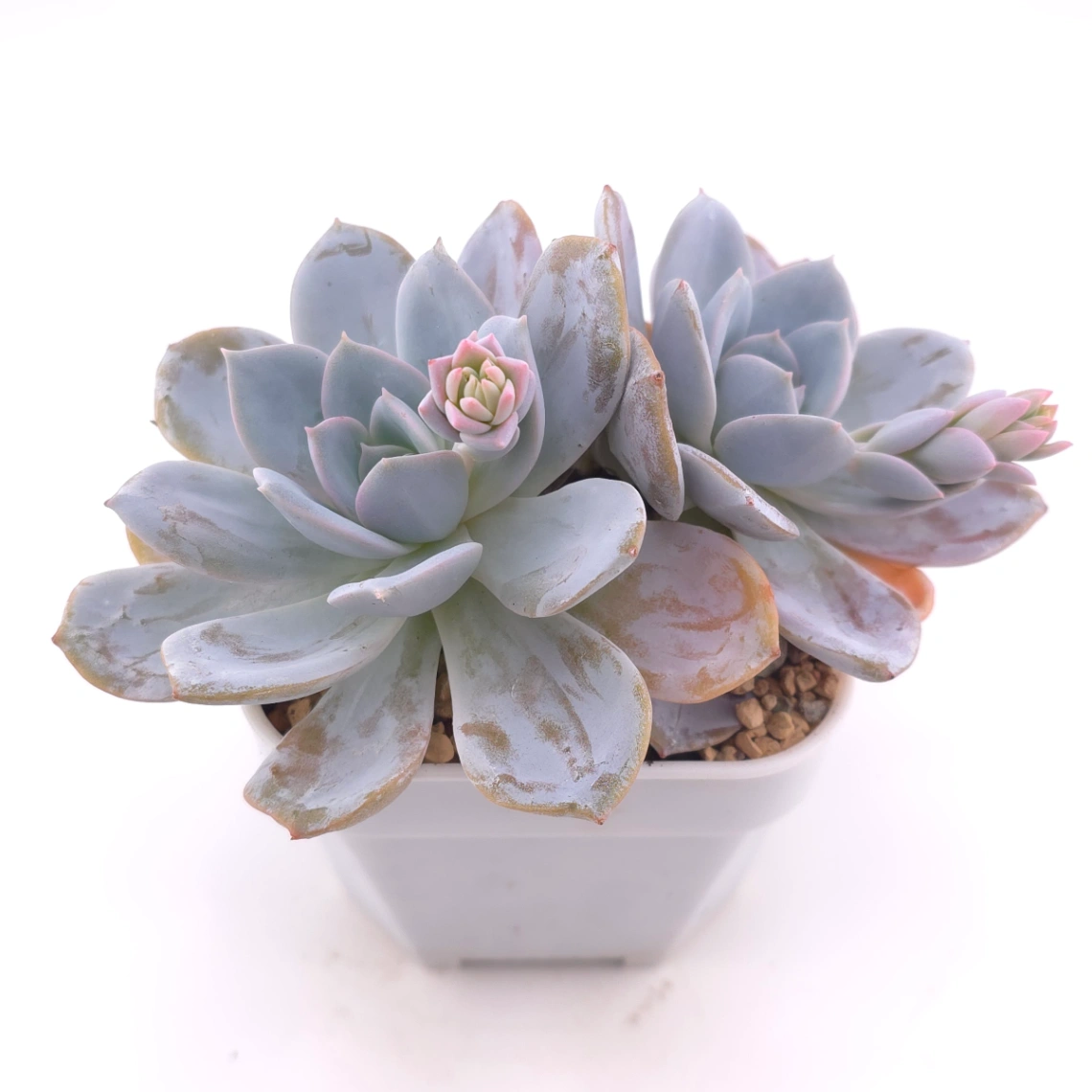 Echeveria ‘White Lotus (laui x Cante)’ | 白色戀人 thumbnail 2