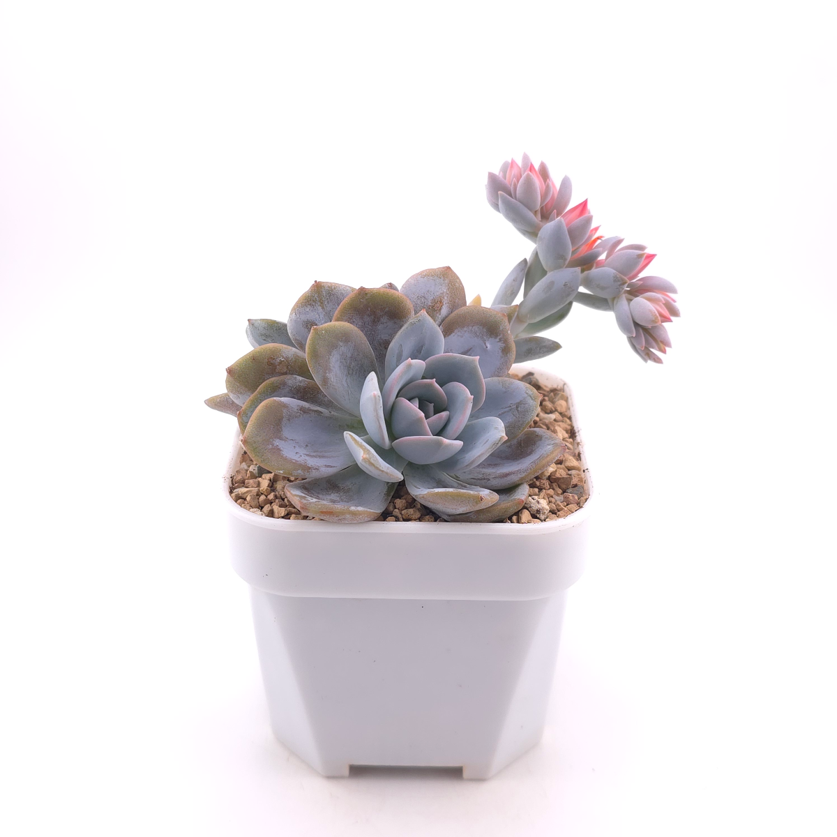 Echeveria ‘White Lotus (laui x Cante)’ | 白色戀人 thumbnail 3