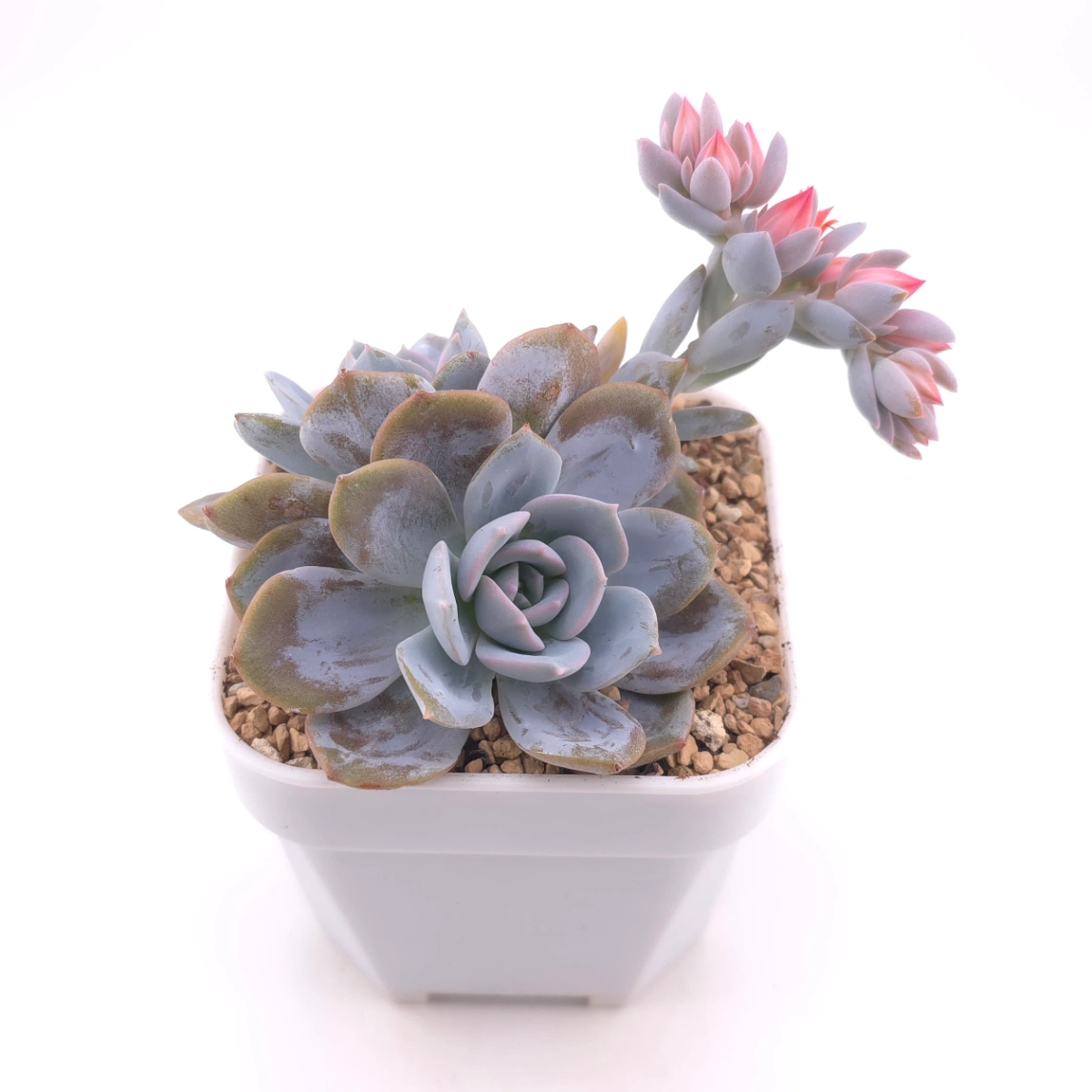 Echeveria ‘White Lotus (laui x Cante)’ | 白色戀人 thumbnail 2
